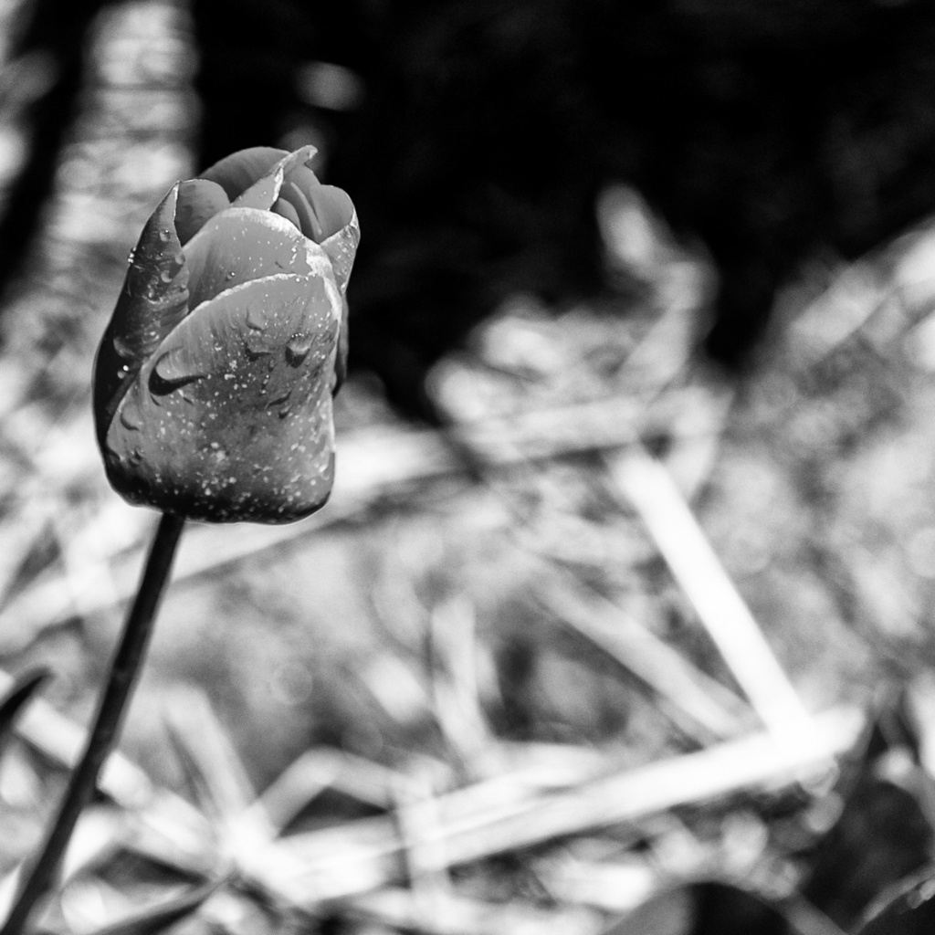 Tulp zw insta